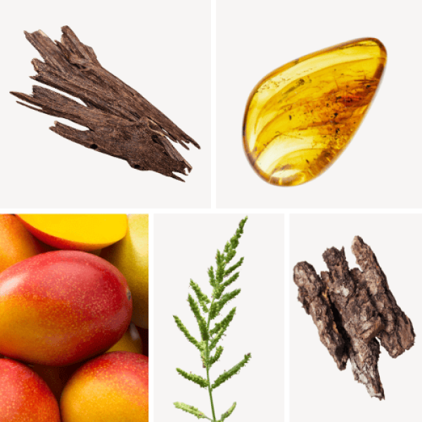 Duftnoten: Trockenholz, Bernstein, Mango, Oud, Nussgras